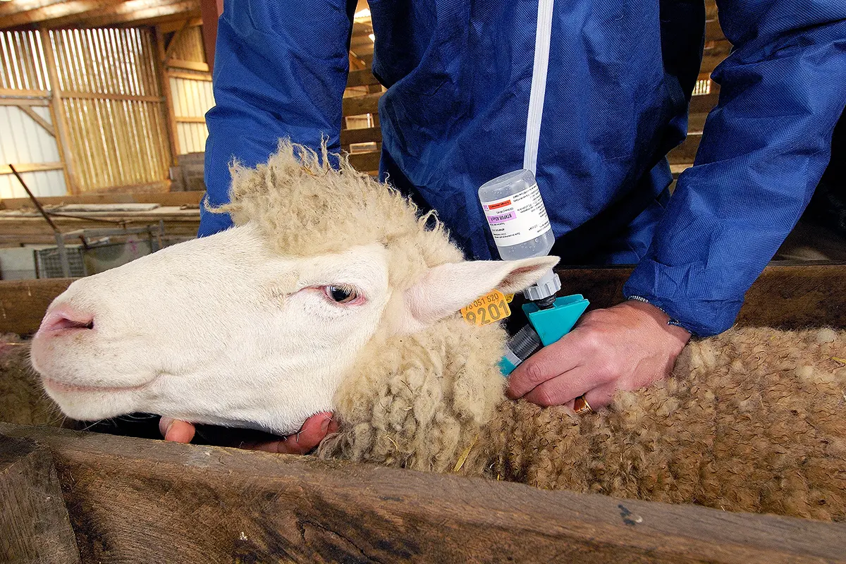 id5506470 sheep being vaccinated