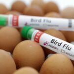 EU schließt Impfstoffvertrag über bis zu 40 Millionen Dosen gegen Vogelgrippe-Virus